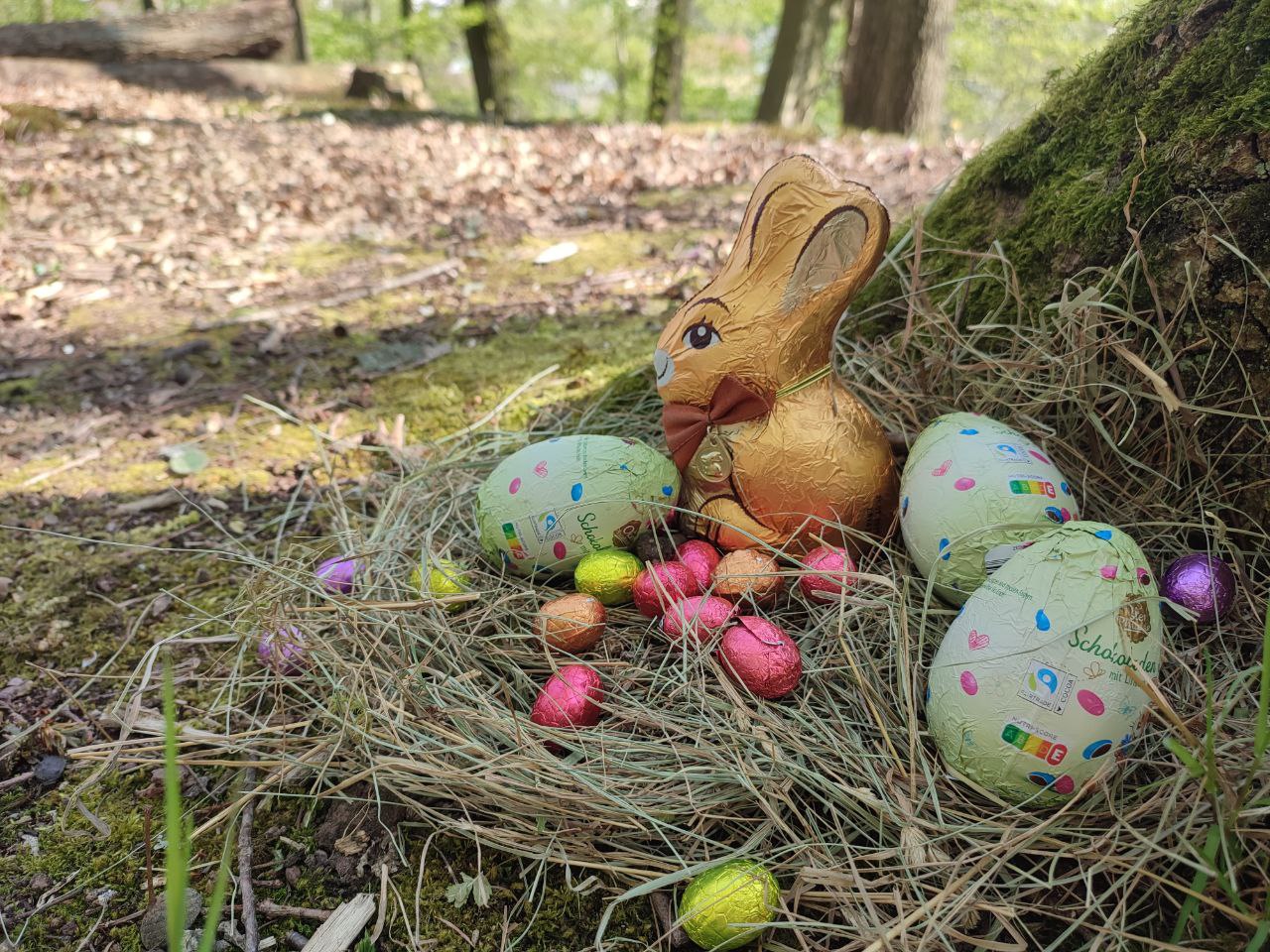 verstecktes Osternest Osternest im Wald